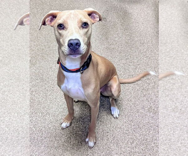 Medium Photo #1 Feist Terrier-Labrador Retriever Mix Puppy For Sale in Sanford, FL, USA