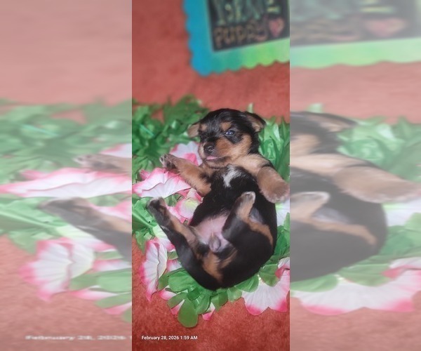 Medium Photo #111 Yorkshire Terrier Puppy For Sale in AKRON, OH, USA