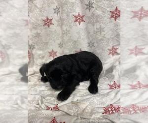 Border Collie-Unknown Mix Dogs for adoption in Modesto, CA, USA