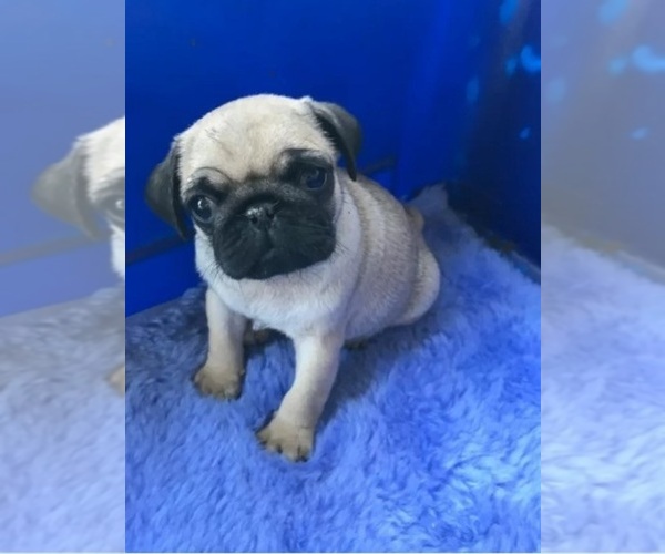 View Ad Pug Puppy for Sale near Massachusetts, PLYMOUTH, USA. ADN645701