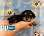 Small Photo #1 Schnauzer (Miniature) Puppy For Sale in WINNSBORO, LA, USA
