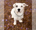 Small Mutt