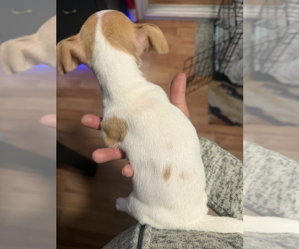 Medium Photo #2 Jack Russell Terrier Puppy For Sale in HARRISVILLE, RI, USA