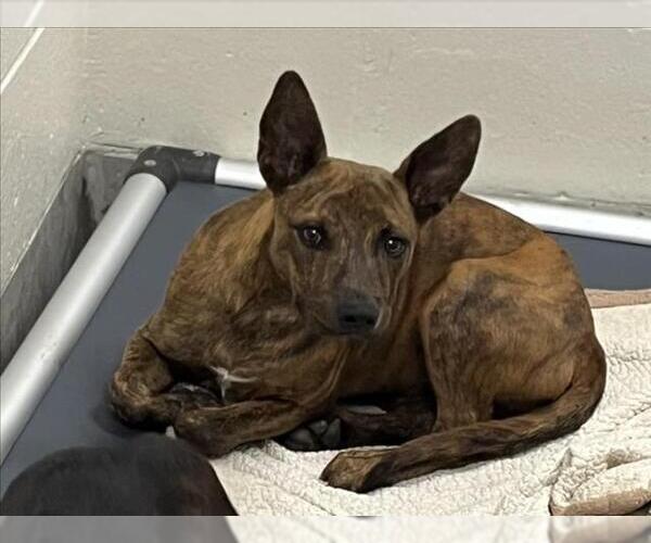 Medium Photo #1 Australian Kelpie-Unknown Mix Puppy For Sale in Jackson, CA, USA