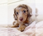Small Photo #1 Dachshund Puppy For Sale in EAST EARL, PA, USA