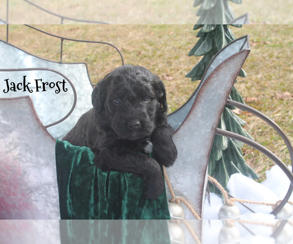 Medium Photo #1 Goldendoodle Puppy For Sale in ROCKY MOUNT, NC, USA