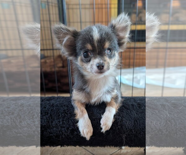 Medium Photo #2 Chihuahua Puppy For Sale in Sioux Falls, SD, USA