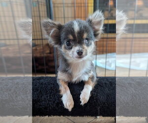 Nacho - Male Chihuahua Dog for Adoption - Photo #2