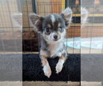 Small Photo #2 Chihuahua Puppy For Sale in Sioux Falls, SD, USA