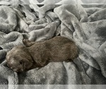 Small #7 French Bulldog