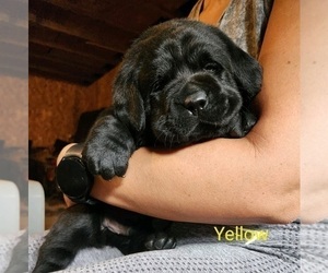 Labrador Retriever Puppy for sale in THORP, WI, USA