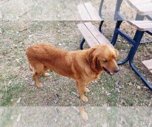 Mother of the Golden Retriever puppies born on 12/22/2022