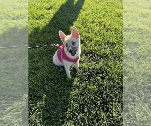 Medium Photo #112 Pomsky Puppy For Sale in LOVELAND, CO, USA