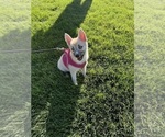 Small #111 Pomsky