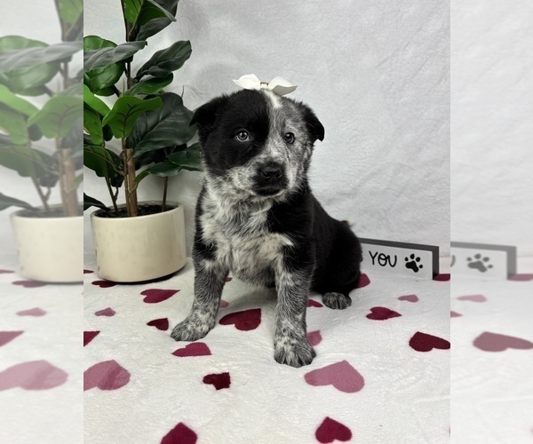 Medium Photo #4 Australian Cattle Dog-Miniature Australian Shepherd Mix Puppy For Sale in FRANKLIN, IN, USA