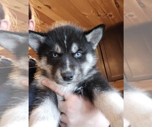 Siberian Husky Puppy for Sale in FORT PLAIN, New York USA