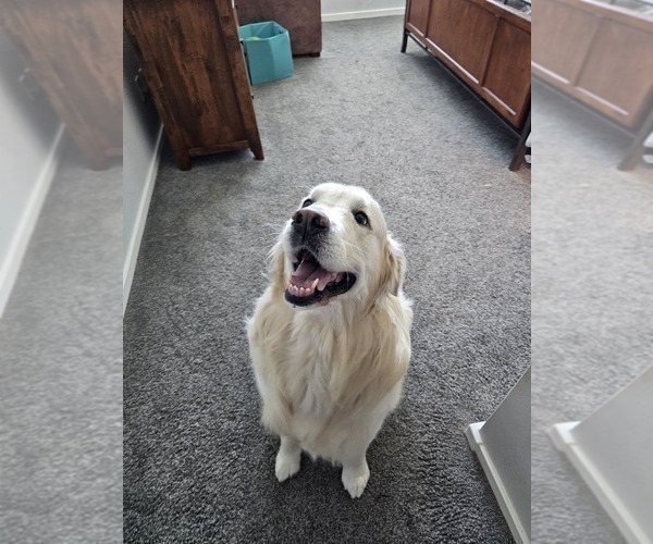 Medium Photo #1 Golden Retriever Puppy For Sale in MESA, AZ, USA