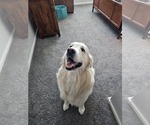 Small Photo #1 Golden Retriever Puppy For Sale in MESA, AZ, USA