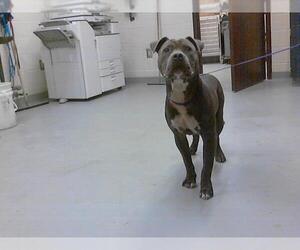 Medium American Pit Bull Terrier