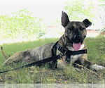 Small #10 American Pit Bull Terrier Mix