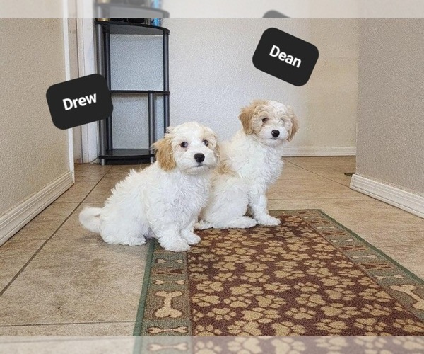 Medium Photo #1 Poovanese Puppy For Sale in TUCSON, AZ, USA