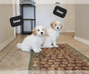 Poovanese Puppy for sale in TUCSON, AZ, USA