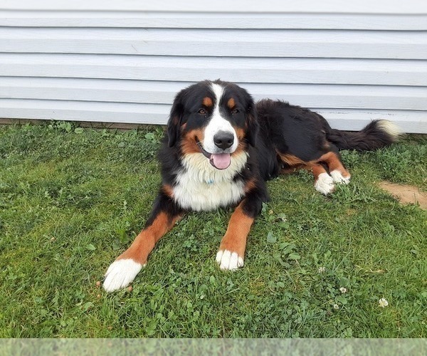 Medium Photo #1 Bernese Mountain Dog Puppy For Sale in LEETONIA, OH, USA