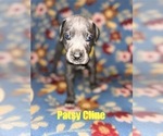 Puppy Patsy Cline Great Dane