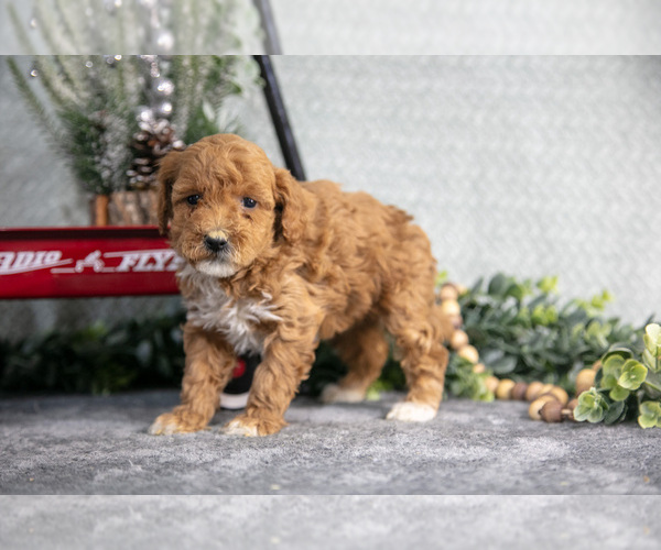 Medium Photo #3 Goldendoodle (Miniature) Puppy For Sale in WOLCOTTVILLE, IN, USA