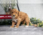 Small Photo #16 Goldendoodle (Miniature) Puppy For Sale in WOLCOTTVILLE, IN, USA