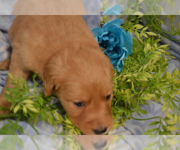 Medium Photo #2 Golden Retriever Puppy For Sale in GREENWOOD, WI, USA