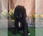 Small #5 Poodle (Standard)