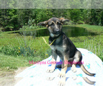 Small #4 German Shepherd Dog