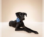 Small #2 Rottweiler Mix