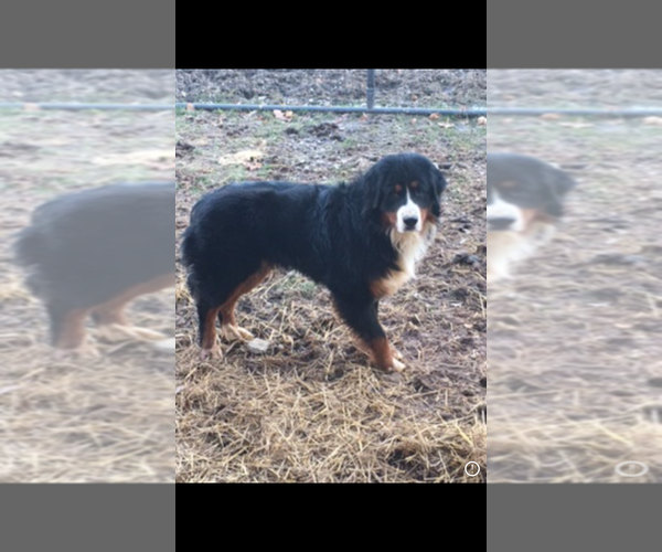 Medium Photo #1 Bernese Mountain Dog Puppy For Sale in MINERVA, OH, USA