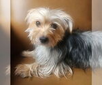 Small #4 Mutt