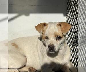 Chihuahua Dogs for adoption in Bakersfield, CA, USA