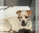 *JAMIE - Female Chihuahua Dog for Adoption - Small photo