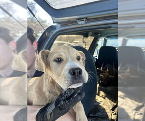 Labrador Retriever-Unknown Mix Dogs for adoption in Stockton, CA, USA