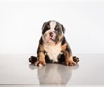 Small Photo #1 Bulldog Puppy For Sale in CENTURY CITY, CA, USA