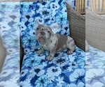 Small #2 French Bulldog