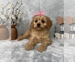 Small #3 Cavapoo (Standard)