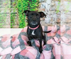 Jolene - Female Labrador Retriever-Unknown Mix Dog for Adoption - Photo #3