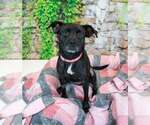 Small #2 Labrador Retriever Mix