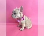 Small #6 French Bulldog