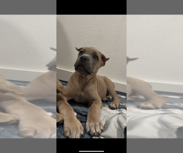 Medium Photo #18 Cane Corso Puppy For Sale in PORTLAND, OR, USA