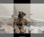 Small #17 Cane Corso
