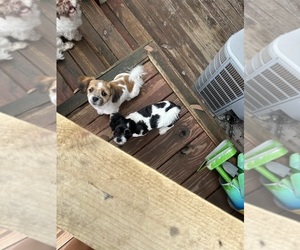 Pom-A-Poo-Shih Tzu Mix Puppy for Sale in SPRINGVILLE, Indiana USA