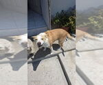 Small #3 Pembroke Welsh Corgi Mix