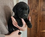 Puppy Purple collar Labrador Retriever
